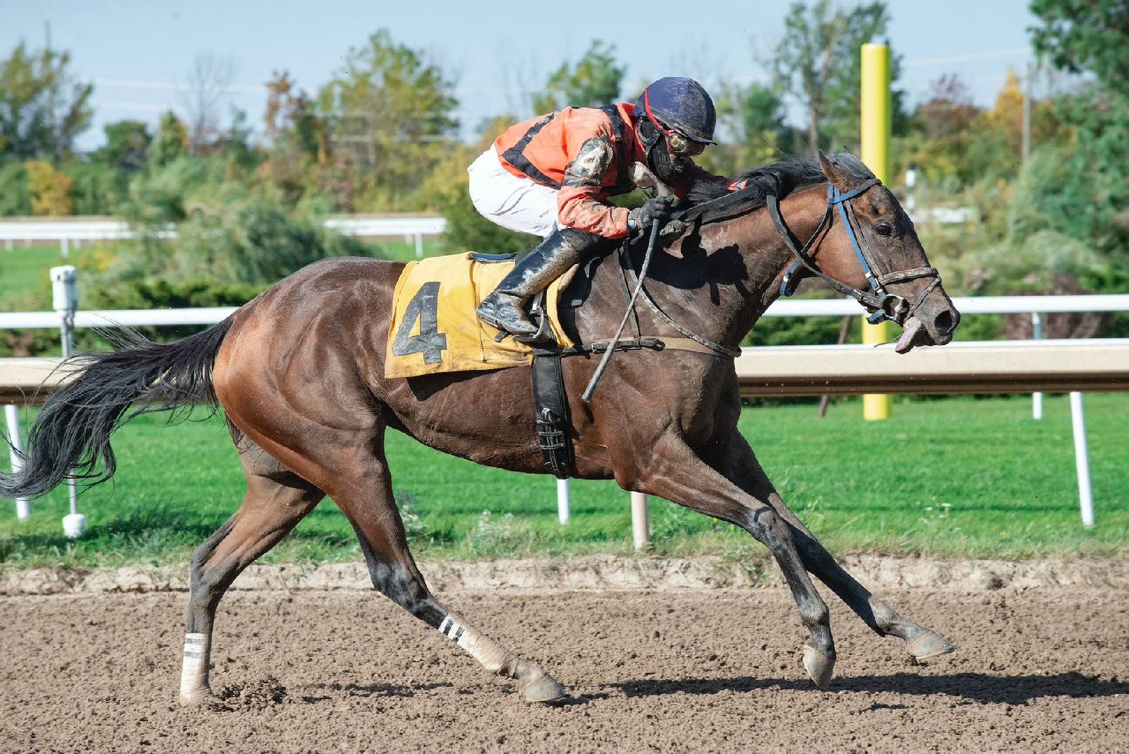 Tout savoir sur l’hippodrome de deauville : un guide complet